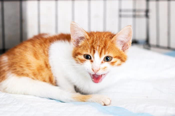 1.「火事だ！」眠る飼い主を必死に起こした猫, 2.ガス漏れを察知した猫, 3.体調不良の飼い主を救った猫, 4.異常行動で避難を促した猫