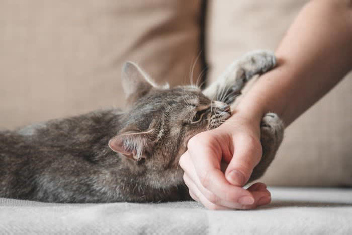 1.「火事だ！」眠る飼い主を必死に起こした猫, 2.ガス漏れを察知した猫, 3.体調不良の飼い主を救った猫, 4.異常行動で避難を促した猫