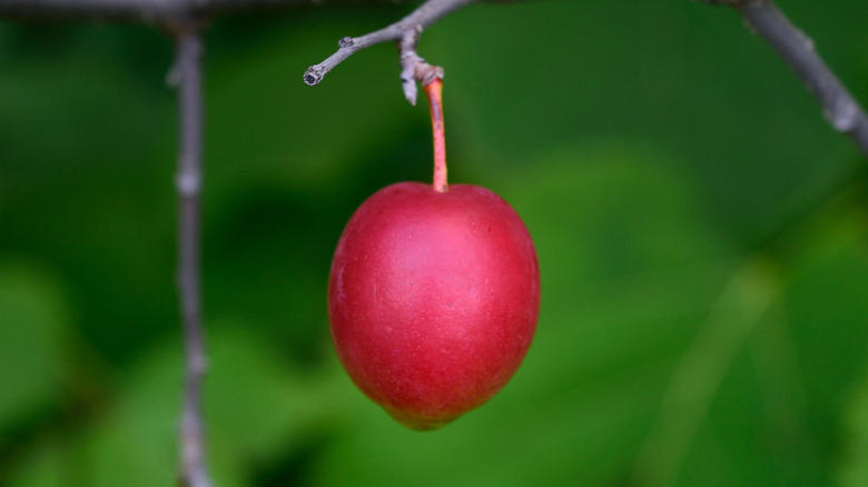 Key lime, Downy cherry, Red mulberry, Pineapple guava, Marseille fig, 'Red Haven' peach, American plum, Kieffer Pear, Juneberry, Carambola, Calamondin