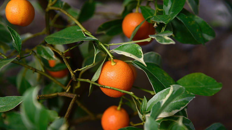 Key lime, Downy cherry, Red mulberry, Pineapple guava, Marseille fig, 'Red Haven' peach, American plum, Kieffer Pear, Juneberry, Carambola, Calamondin