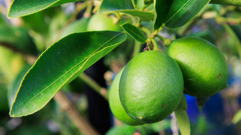 Key lime, Downy cherry, Red mulberry, Pineapple guava, Marseille fig, 'Red Haven' peach, American plum, Kieffer Pear, Juneberry, Carambola, Calamondin