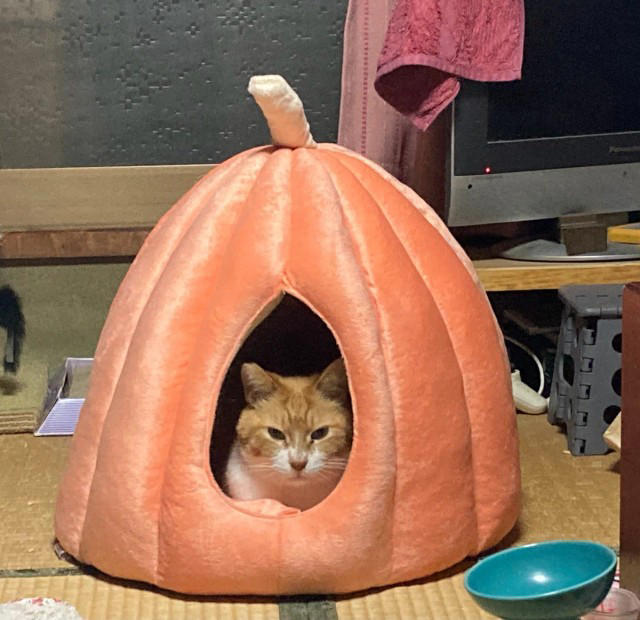 「猫の防寒対策に買っただけなのに…」, おやつにも出てこない…まさかの“移動開始”, 「このあと、もう一匹が轢かれてましたw」, 「2匹とも、すぐに吸い込まれていきました」, 「カボチャはどこに行くんだろうと思って見てました」