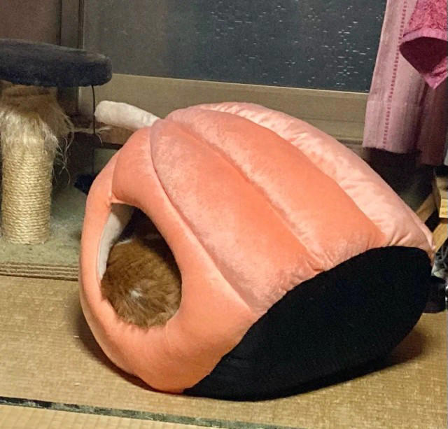 「猫の防寒対策に買っただけなのに…」, おやつにも出てこない…まさかの“移動開始”, 「このあと、もう一匹が轢かれてましたw」, 「2匹とも、すぐに吸い込まれていきました」, 「カボチャはどこに行くんだろうと思って見てました」