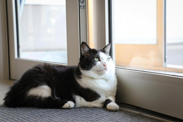 猫の広報部長が活躍する運送会社がある, 猫の広報部長の右前足は欠損していた, 初めて出会った「ふく」は穏やかな猫だった, ふくは瀕死の状態で発見された, 社員としての自覚？ 従業員の送迎をするふく, 皆がふくを温かく見守り、気持ちが一つになる