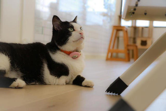 猫の広報部長が活躍する運送会社がある, 猫の広報部長の右前足は欠損していた, 初めて出会った「ふく」は穏やかな猫だった, ふくは瀕死の状態で発見された, 社員としての自覚？ 従業員の送迎をするふく, 皆がふくを温かく見守り、気持ちが一つになる
