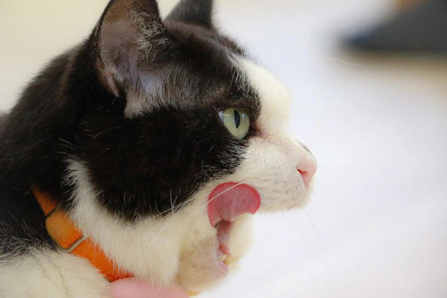 猫の広報部長が活躍する運送会社がある, 猫の広報部長の右前足は欠損していた, 初めて出会った「ふく」は穏やかな猫だった, ふくは瀕死の状態で発見された, 社員としての自覚？ 従業員の送迎をするふく, 皆がふくを温かく見守り、気持ちが一つになる