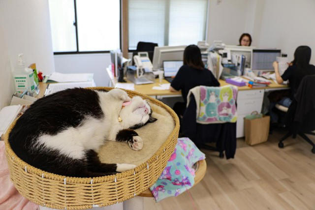 猫の広報部長が活躍する運送会社がある, 猫の広報部長の右前足は欠損していた, 初めて出会った「ふく」は穏やかな猫だった, ふくは瀕死の状態で発見された, 社員としての自覚？ 従業員の送迎をするふく, 皆がふくを温かく見守り、気持ちが一つになる