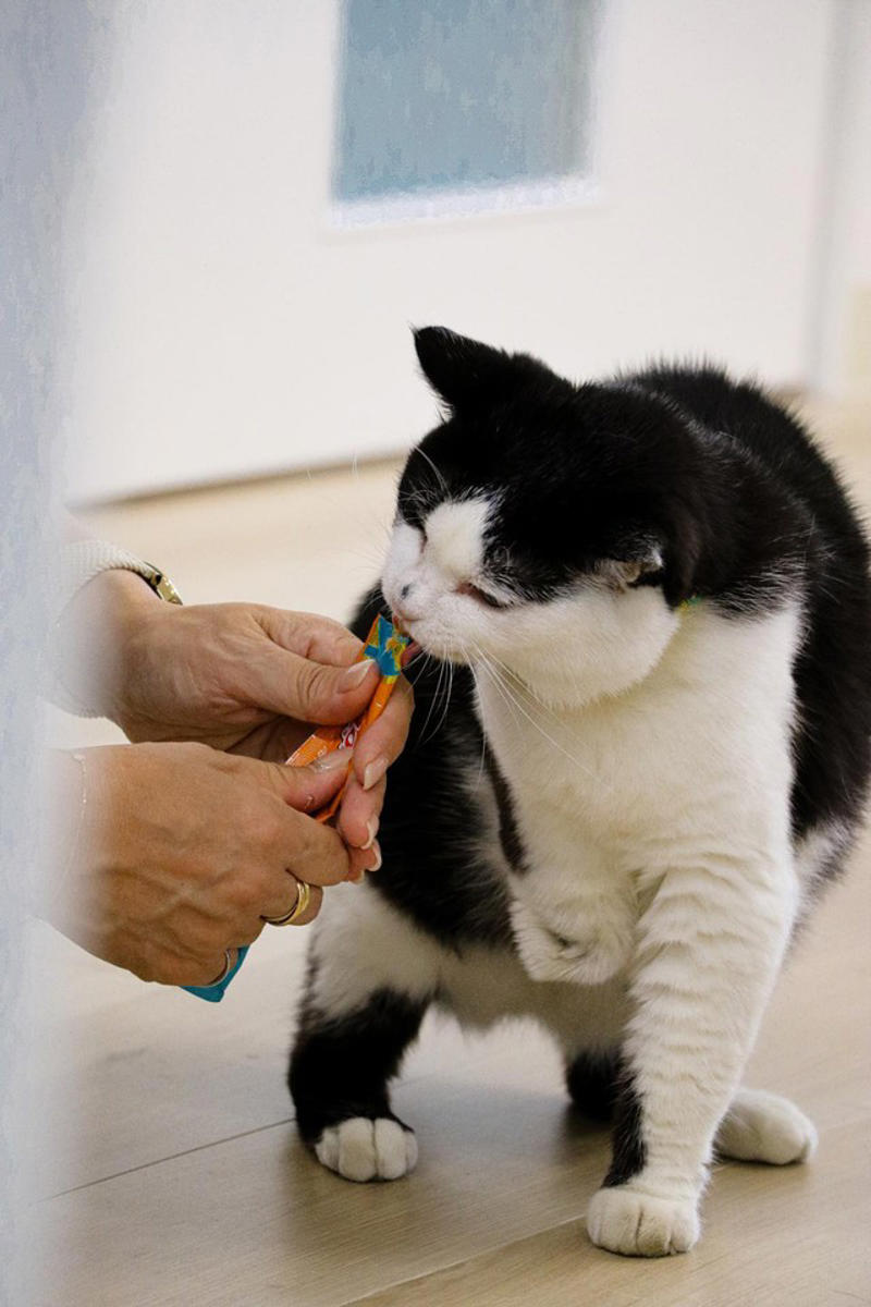 猫の広報部長が活躍する運送会社がある, 猫の広報部長の右前足は欠損していた, 初めて出会った「ふく」は穏やかな猫だった, ふくは瀕死の状態で発見された, 社員としての自覚？ 従業員の送迎をするふく, 皆がふくを温かく見守り、気持ちが一つになる