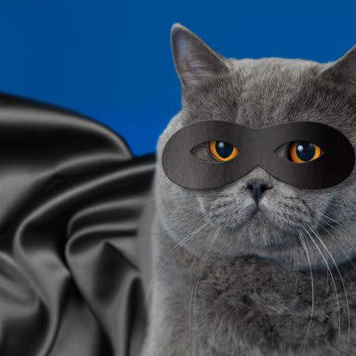 1.「火事だ！」眠る飼い主を必死に起こした猫, 2.ガス漏れを察知した猫, 3.体調不良の飼い主を救った猫, 4.異常行動で避難を促した猫