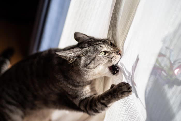1.「火事だ！」眠る飼い主を必死に起こした猫, 2.ガス漏れを察知した猫, 3.体調不良の飼い主を救った猫, 4.異常行動で避難を促した猫