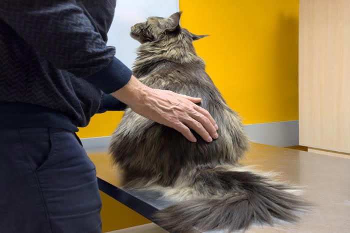 猫がお尻を撫でられたがる3つの理由, 1.マーキングに似て満足するから, 2.身体的に心地よい刺激になるから, 3.親和行動で安心するから, 愛猫うっとり！お尻の上手な撫で方のコツ