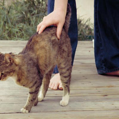 猫がお尻を撫でられたがる3つの理由, 1.マーキングに似て満足するから, 2.身体的に心地よい刺激になるから, 3.親和行動で安心するから, 愛猫うっとり！お尻の上手な撫で方のコツ