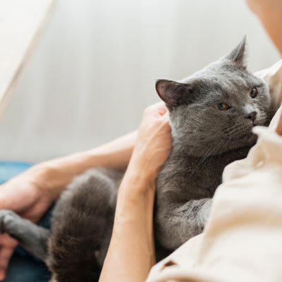猫に嫌がられない「抱っこ」の方法4選, 1.まずは優しく声をかけて安心させる, 2.両手でしっかり脇の下と後ろ足を支える, 3.猫の体を自分の体に密着させて安定させる, 4.満足する前に自分からそっと降ろしてあげる, これはNG！やってはいけない抱き方, もっと仲良くなるためのポイント