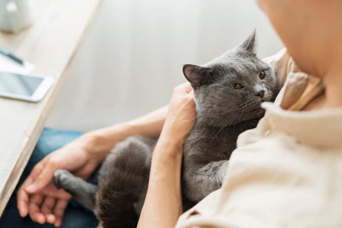 猫に嫌がられない「抱っこ」の方法4選, 1.まずは優しく声をかけて安心させる, 2.両手でしっかり脇の下と後ろ足を支える, 3.猫の体を自分の体に密着させて安定させる, 4.満足する前に自分からそっと降ろしてあげる, これはNG！やってはいけない抱き方, もっと仲良くなるためのポイント