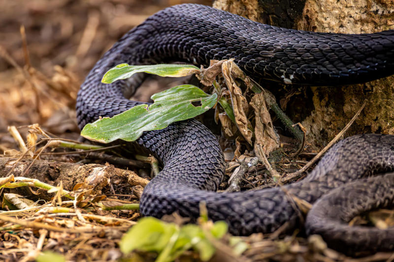 In other areas of Goa On the move, Searching for food, Reaching unintended destinations, A venomous species, Harmful to both, In Western Goa, Not their natural habitat, Between 2002 and 2024, In other areas of Goa, Please take action, For them and for humans, Lethal bite, Not aggressive, Danger for the snakes too, Queens of the Snakes