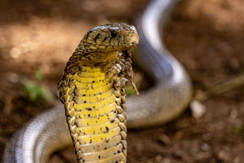 On the move On the move, Searching for food, Reaching unintended destinations, A venomous species, Harmful to both, In Western Goa, Not their natural habitat, Between 2002 and 2024, In other areas of Goa, Please take action, For them and for humans, Lethal bite, Not aggressive, Danger for the snakes too, Queens of the Snakes