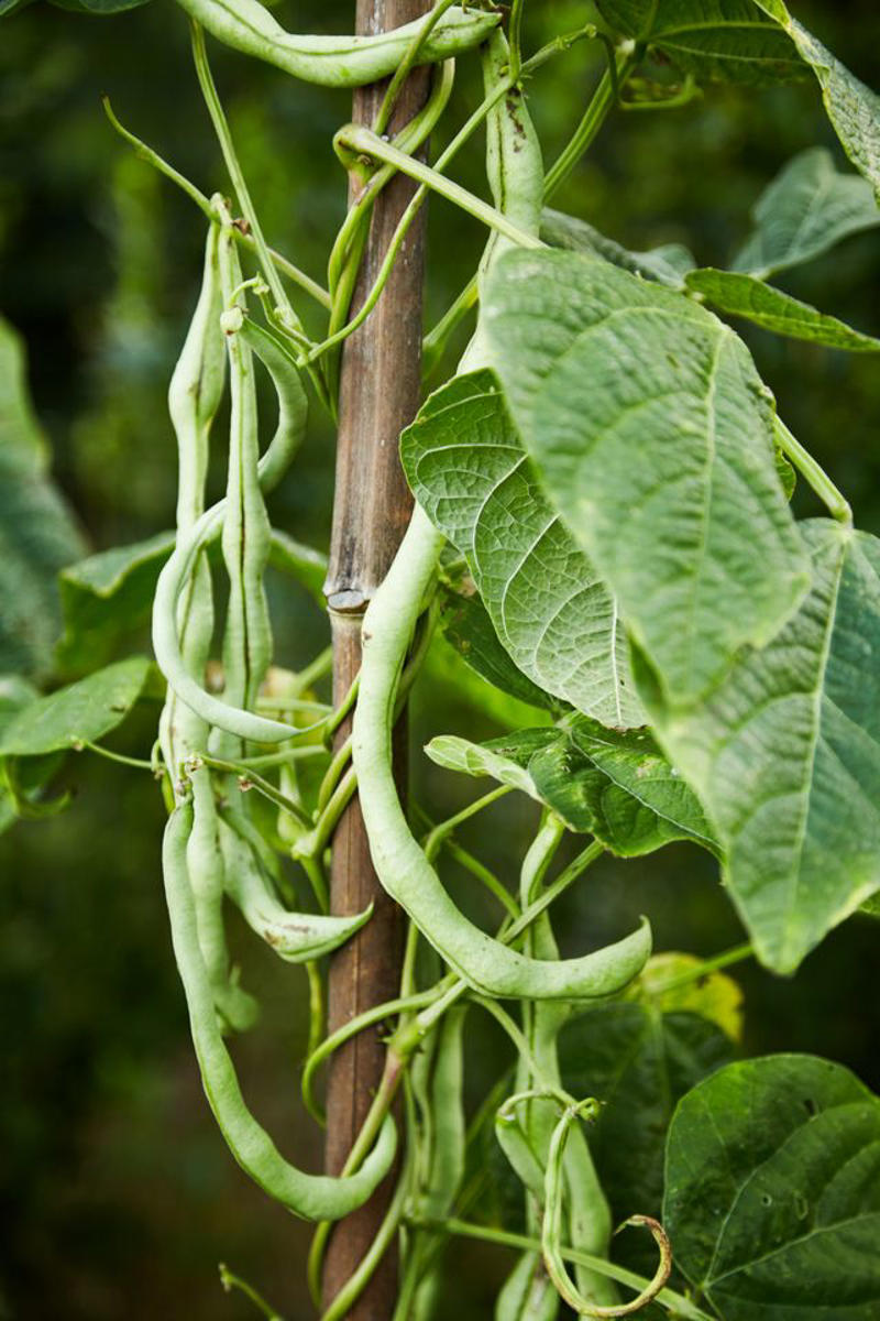 Types of Peas, How and When to Plant Peas, Pests and Problems , How to Propagate Peas, Types of Peas, Companion Plants for Peas, Garden Plan for Peas