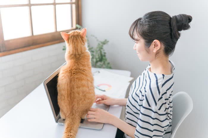 ︎分離不安症とは, ︎分離不安のサイン, 1.舐めすぎによる脱毛, 3.トイレの失敗, 留守番前のサインを出さない, 安心できるものを作る, フェロモン製剤を利用する, サプリメントを利用する
