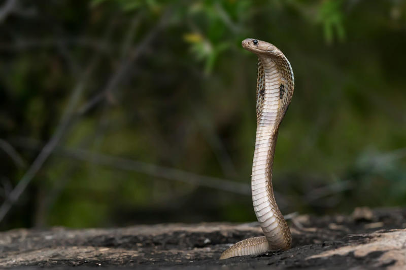 Between 2002 and 2024 On the move, Searching for food, Reaching unintended destinations, A venomous species, Harmful to both, In Western Goa, Not their natural habitat, Between 2002 and 2024, In other areas of Goa, Please take action, For them and for humans, Lethal bite, Not aggressive, Danger for the snakes too, Queens of the Snakes