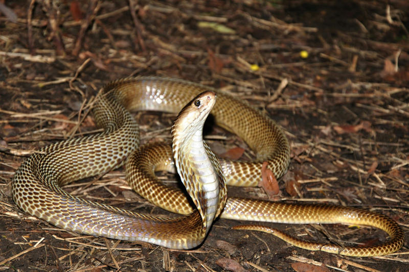 Harmful to both On the move, Searching for food, Reaching unintended destinations, A venomous species, Harmful to both, In Western Goa, Not their natural habitat, Between 2002 and 2024, In other areas of Goa, Please take action, For them and for humans, Lethal bite, Not aggressive, Danger for the snakes too, Queens of the Snakes