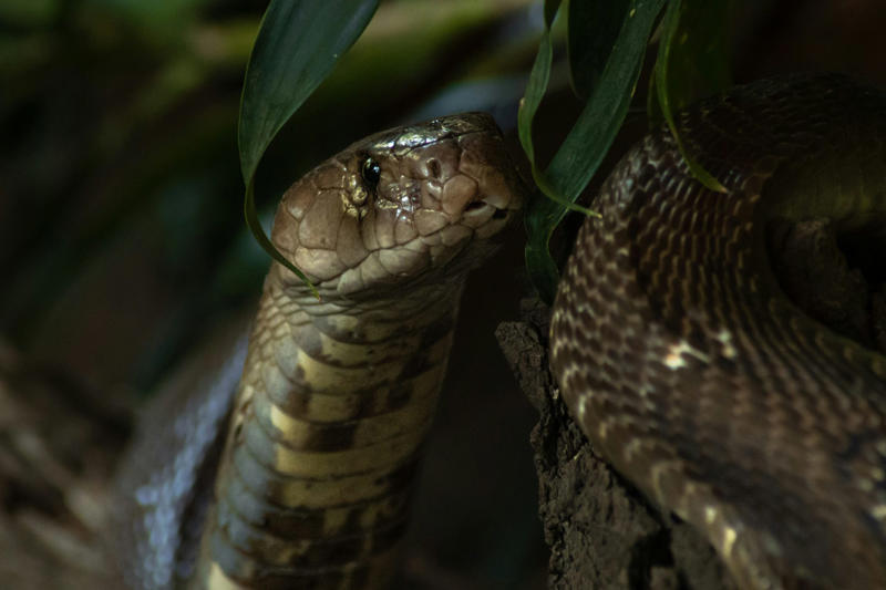 Not aggressive On the move, Searching for food, Reaching unintended destinations, A venomous species, Harmful to both, In Western Goa, Not their natural habitat, Between 2002 and 2024, In other areas of Goa, Please take action, For them and for humans, Lethal bite, Not aggressive, Danger for the snakes too, Queens of the Snakes