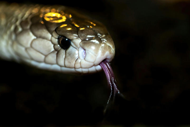 For them and for humans On the move, Searching for food, Reaching unintended destinations, A venomous species, Harmful to both, In Western Goa, Not their natural habitat, Between 2002 and 2024, In other areas of Goa, Please take action, For them and for humans, Lethal bite, Not aggressive, Danger for the snakes too, Queens of the Snakes