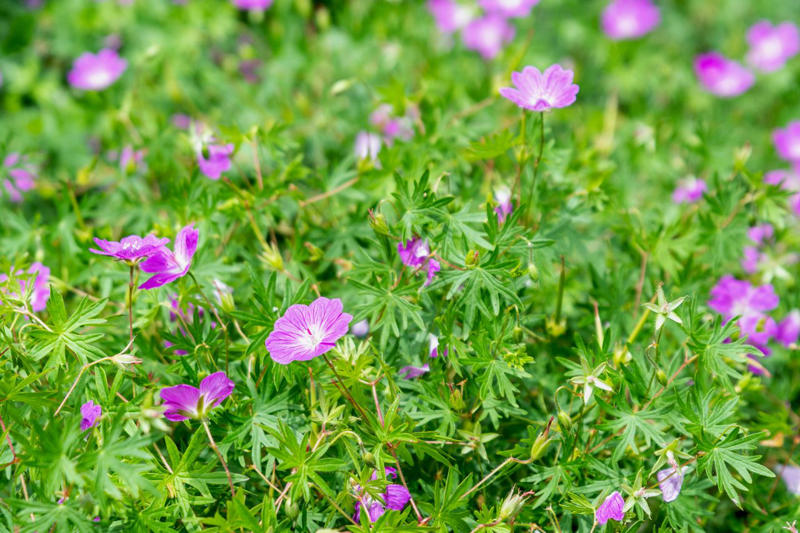 Selecting Perennials That Will Spread In Your Garden, Agastache, Coreopsis, Kniphofia, Perennial Geranium, Bee Balm, Blanket Flower
