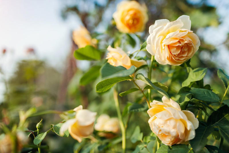 Camellia, Forsythia, Gardenia, Flowering Quince, Loropetalum, Mock Orange, Pittosporum, Viburnum