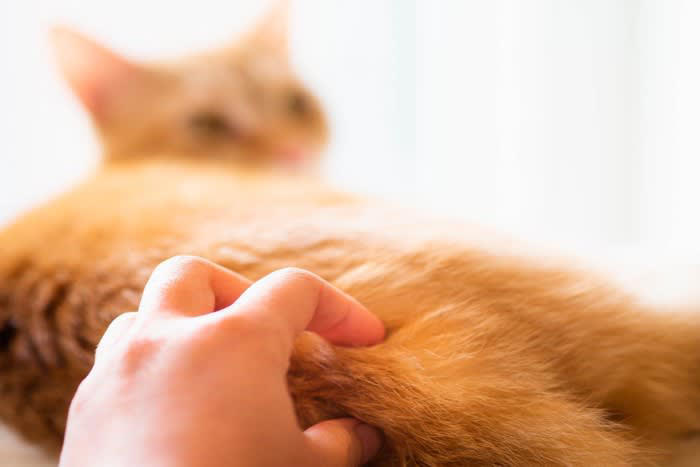 猫がお尻を撫でられたがる3つの理由, 1.マーキングに似て満足するから, 2.身体的に心地よい刺激になるから, 3.親和行動で安心するから, 愛猫うっとり！お尻の上手な撫で方のコツ