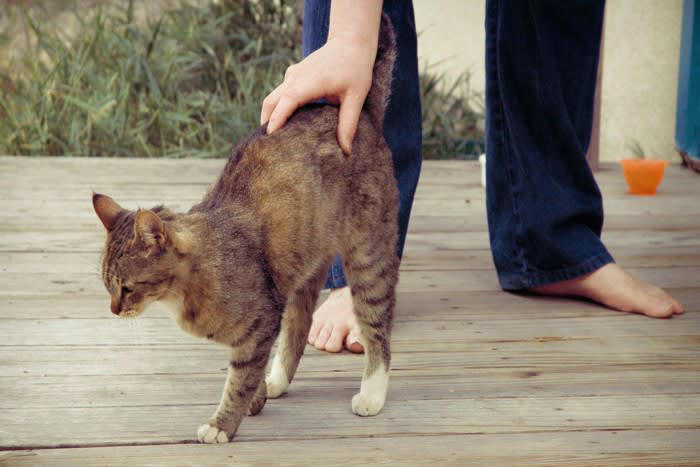 猫がお尻を撫でられたがる3つの理由, 1.マーキングに似て満足するから, 2.身体的に心地よい刺激になるから, 3.親和行動で安心するから, 愛猫うっとり！お尻の上手な撫で方のコツ
