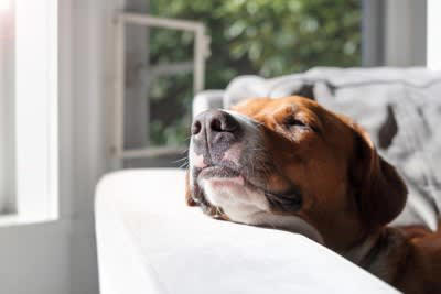 1.ツンとしたニオイ, 2.人工的なニオイ, 1.「香り」は控えめに, 2.犬のそばで喫煙しない, 3.飲酒中や飲酒後は犬に顔を近づけない, 4.マニキュアは別室で