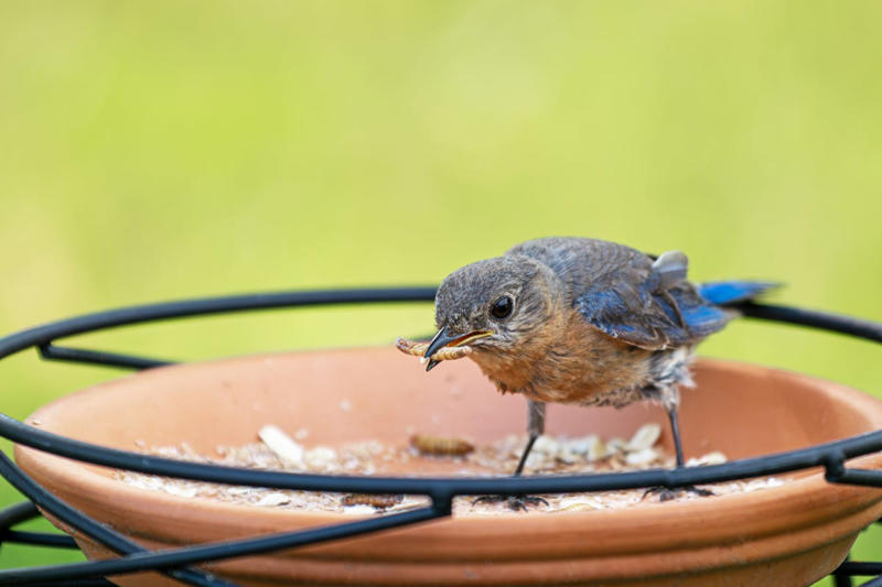 Peanuts, Oats, Mealworms, Fresh Fruit, Unsalted Peanut Butter, Suet, Jelly, Sugar Water, Native Plants