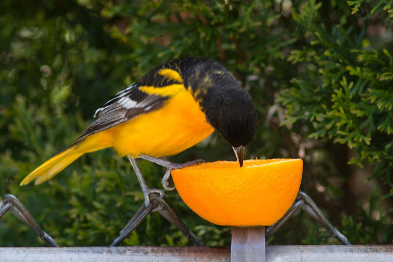 Peanuts, Oats, Mealworms, Fresh Fruit, Unsalted Peanut Butter, Suet, Jelly, Sugar Water, Native Plants