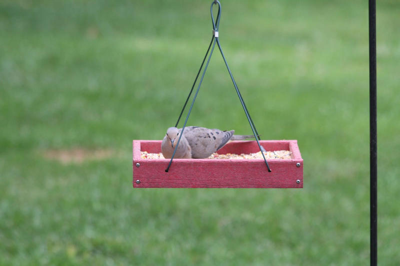 Peanuts, Oats, Mealworms, Fresh Fruit, Unsalted Peanut Butter, Suet, Jelly, Sugar Water, Native Plants