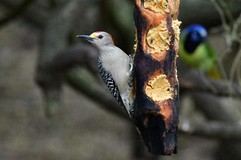 Peanuts, Oats, Mealworms, Fresh Fruit, Unsalted Peanut Butter, Suet, Jelly, Sugar Water, Native Plants