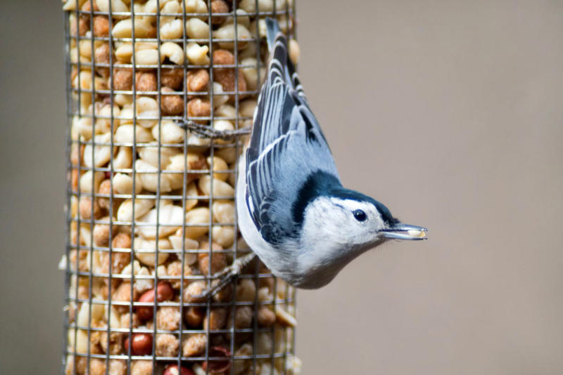Peanuts, Oats, Mealworms, Fresh Fruit, Unsalted Peanut Butter, Suet, Jelly, Sugar Water, Native Plants