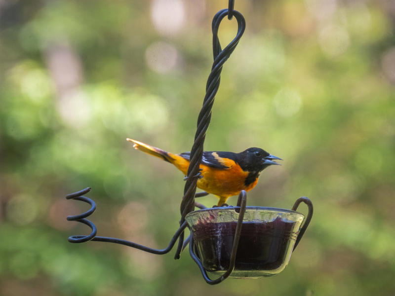 Peanuts, Oats, Mealworms, Fresh Fruit, Unsalted Peanut Butter, Suet, Jelly, Sugar Water, Native Plants
