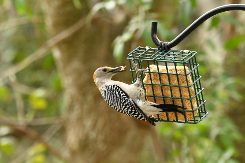 Peanuts, Oats, Mealworms, Fresh Fruit, Unsalted Peanut Butter, Suet, Jelly, Sugar Water, Native Plants