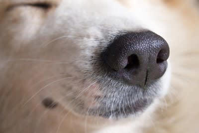 1.ツンとしたニオイ, 2.人工的なニオイ, 1.「香り」は控えめに, 2.犬のそばで喫煙しない, 3.飲酒中や飲酒後は犬に顔を近づけない, 4.マニキュアは別室で