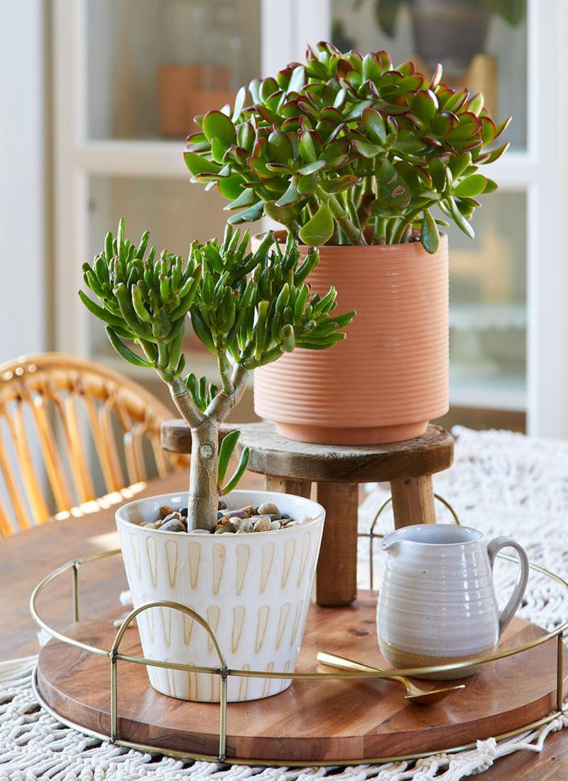 Spider Plant, Snake Plant, Christmas Cactus, Chinese Money Plant, Jade Plant