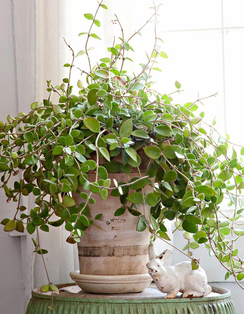 Spider Plant, Snake Plant, Christmas Cactus, Chinese Money Plant, Jade Plant