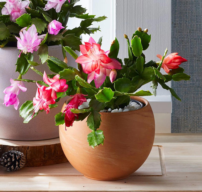 Spider Plant, Snake Plant, Christmas Cactus, Chinese Money Plant, Jade Plant