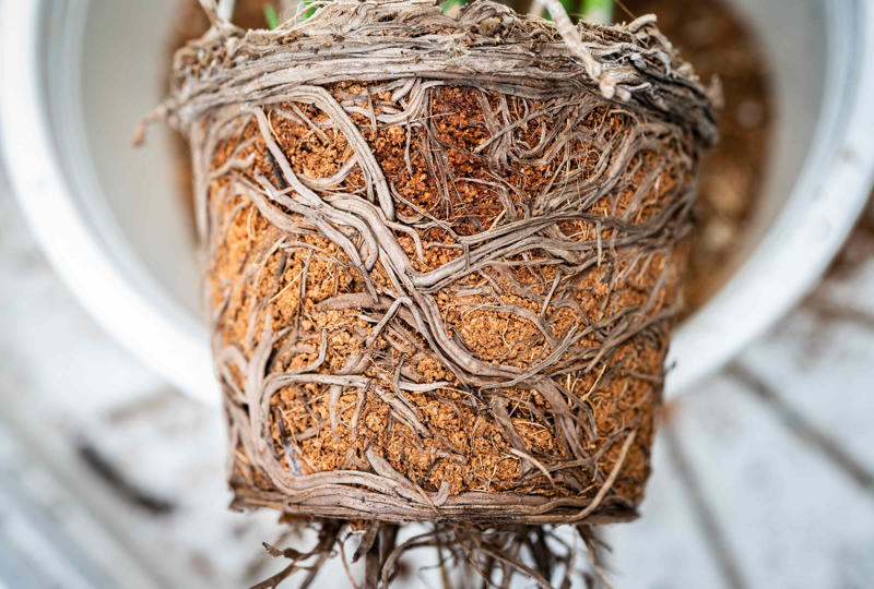 Spider Plant, Snake Plant, Christmas Cactus, Chinese Money Plant, Jade Plant