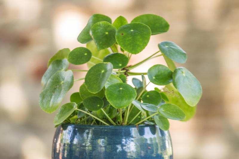Spider Plant, Snake Plant, Christmas Cactus, Chinese Money Plant, Jade Plant