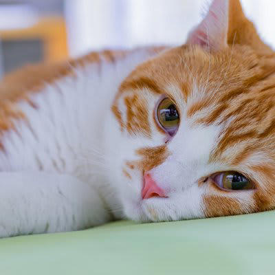 知らずにやっていない？猫が心を閉ざす暴言・態度5つ, 1.大声で叱る・怒鳴る, 2.叩く・蹴るなどの体罰, 3.「嫌い」「いらない」など存在を否定する言葉, 4.「バカ」「どんくさい」などバカにする言い方, 5.無視する・冷たくあしらう, ストレスが猫の健康に与える悪影響, 食欲不振・下痢・嘔吐, 過剰グルーミング・脱毛, 膀胱炎などの尿路トラブル