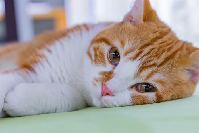 知らずにやっていない？猫が心を閉ざす暴言・態度5つ, 1.大声で叱る・怒鳴る, 2.叩く・蹴るなどの体罰, 3.「嫌い」「いらない」など存在を否定する言葉, 4.「バカ」「どんくさい」などバカにする言い方, 5.無視する・冷たくあしらう, ストレスが猫の健康に与える悪影響, 食欲不振・下痢・嘔吐, 過剰グルーミング・脱毛, 膀胱炎などの尿路トラブル