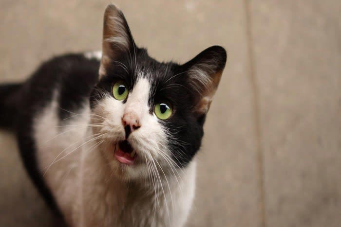 猫が話しかけてくるときの理由, 2.かまってほしい, 3.気に入らないことがある, 5.返事をしている, 話しかけてきた猫への上手な応え方, 名前を呼ぶのは良い時だけにする