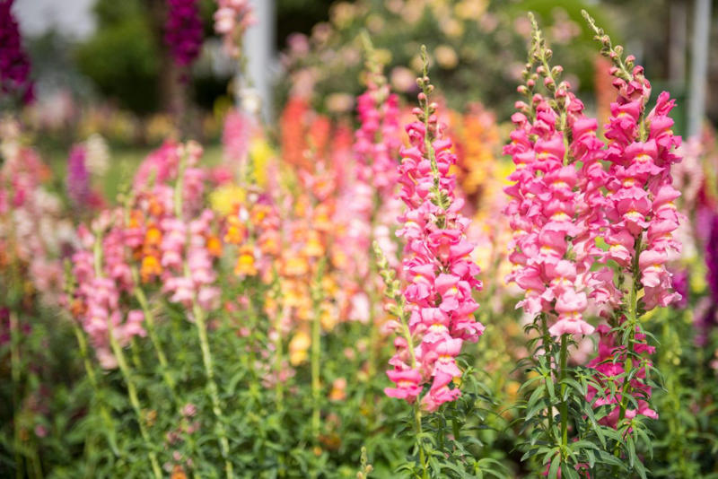 Determine Your Last Frost Date, Snapdragons, Petunias, Brassicas, Hollyhocks