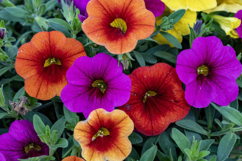 Determine Your Last Frost Date, Snapdragons, Petunias, Brassicas, Hollyhocks