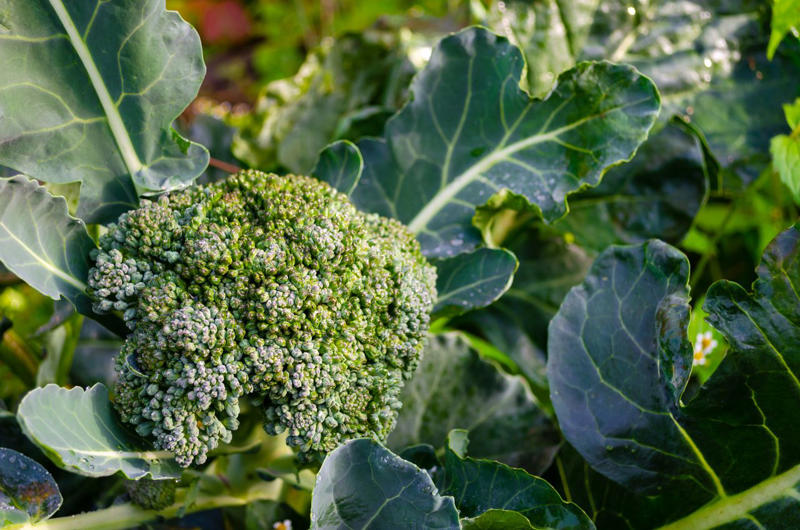 Determine Your Last Frost Date, Snapdragons, Petunias, Brassicas, Hollyhocks
